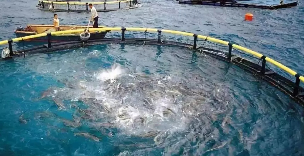 水產養殖太難了？那是因為你沒用無油空壓機！